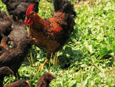 華容縣和諧菜業(yè)有限公司_華容魚(yú)酸菜|酸豆角|小米辣