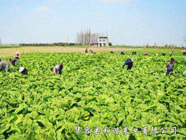 芥菜種植基地
