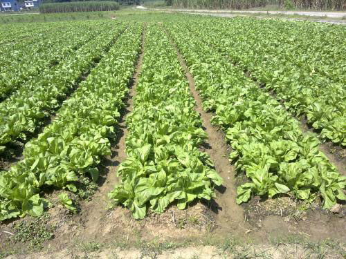 2018華容芥菜大會(huì)