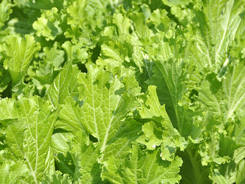 和諧菜業(yè)：華容芥菜營(yíng)養(yǎng)價(jià)值