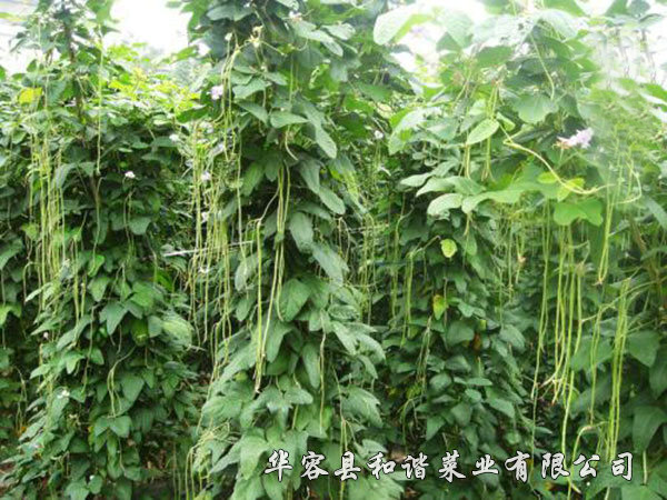 豆角種植基地