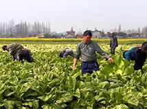 小芥菜做出大產(chǎn)業(yè)――從華容芥菜看農(nóng)業(yè)供給側(cè)結(jié)構(gòu)性改革