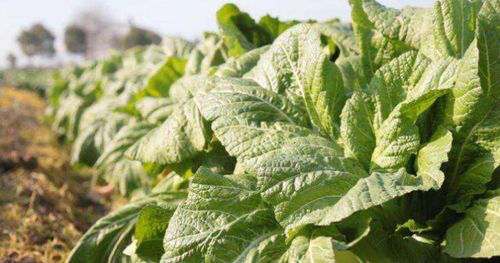 華容縣和諧菜業(yè)有限公司,華容魚酸菜,酸豆角,小米辣 華容縣和諧菜業(yè)有限公司,華容魚酸菜,酸豆角,小米辣