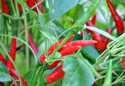 華容縣和諧菜業(yè)有限公司,華容魚酸菜,酸豆角,小米辣