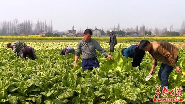 華容縣和諧菜業(yè)有限公司,華容魚酸菜,酸豆角,小米辣